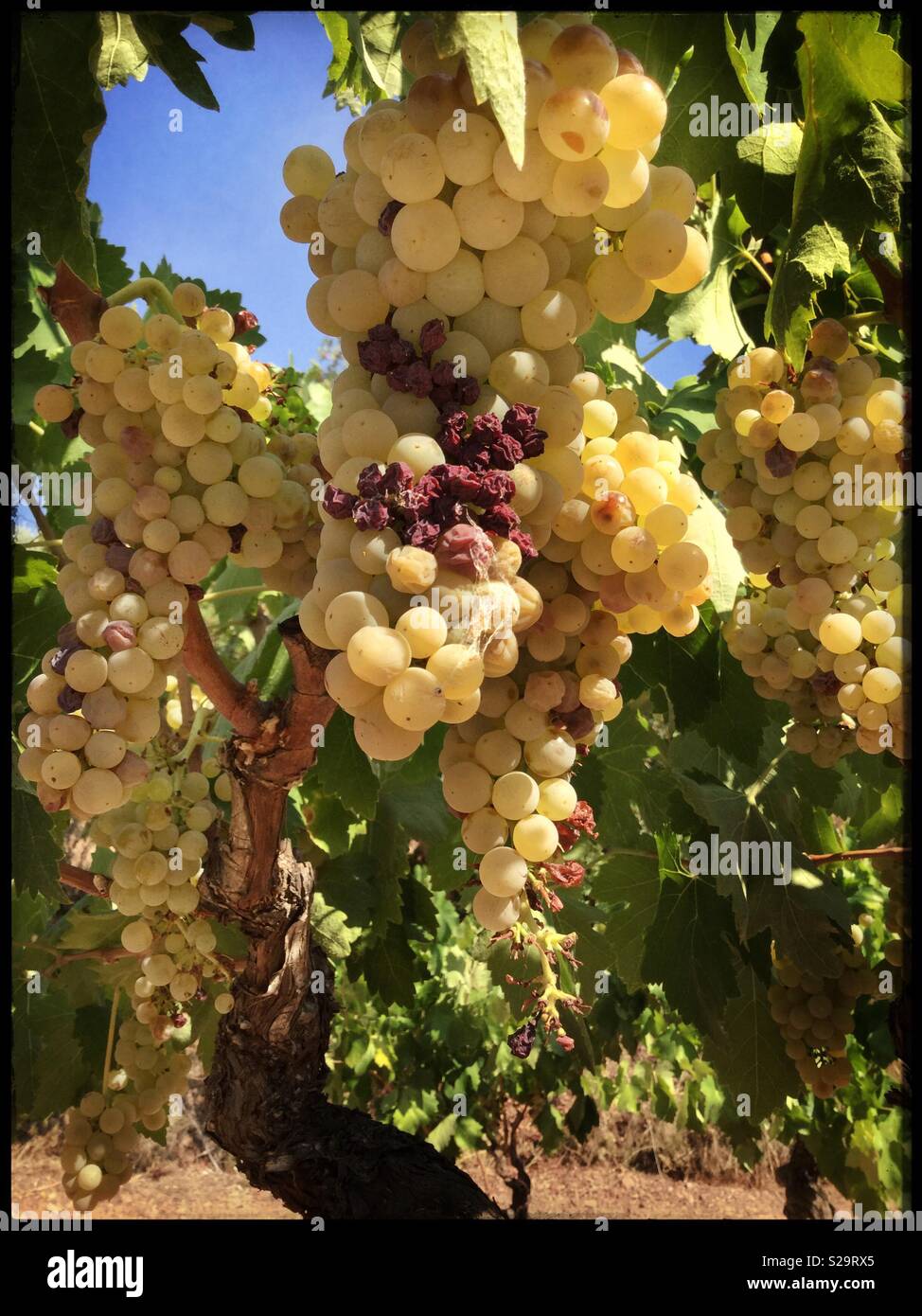 Macabeo grapes suffer sunburn as they ripen on the vine, Catalonia, Spain. - Smartphone Captured Stock Image