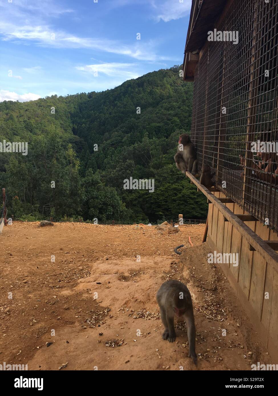 Caged humans? Dangerous monkeys Stock Photo - Alamy