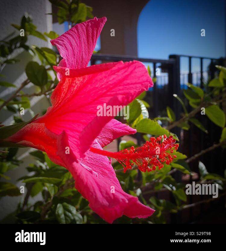 Spanish flower Stock Photo