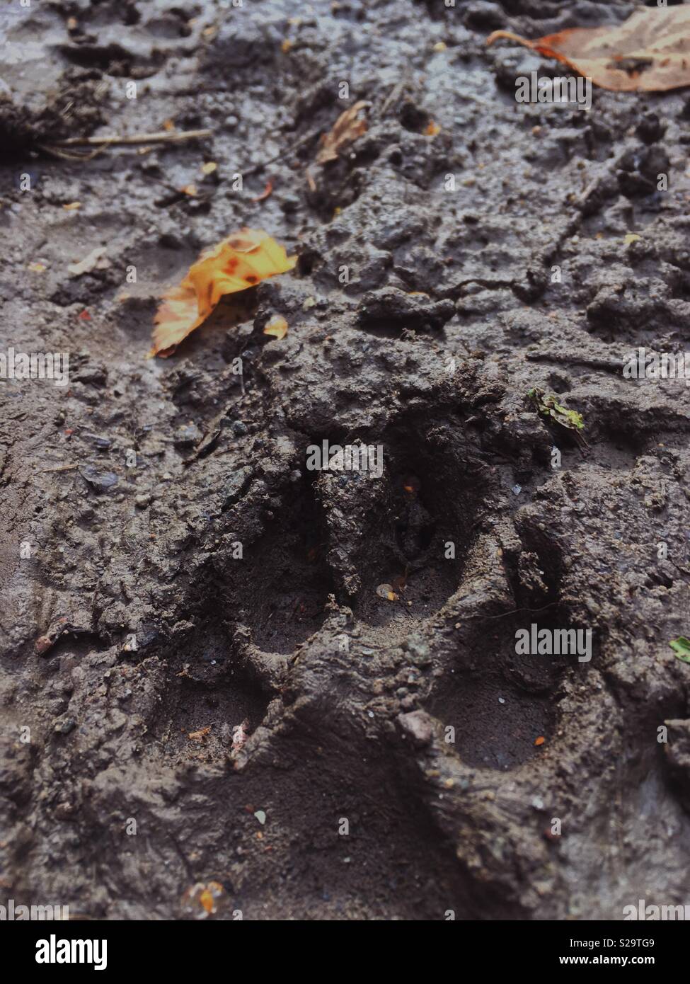 Paw print in a mud Stock Photo
