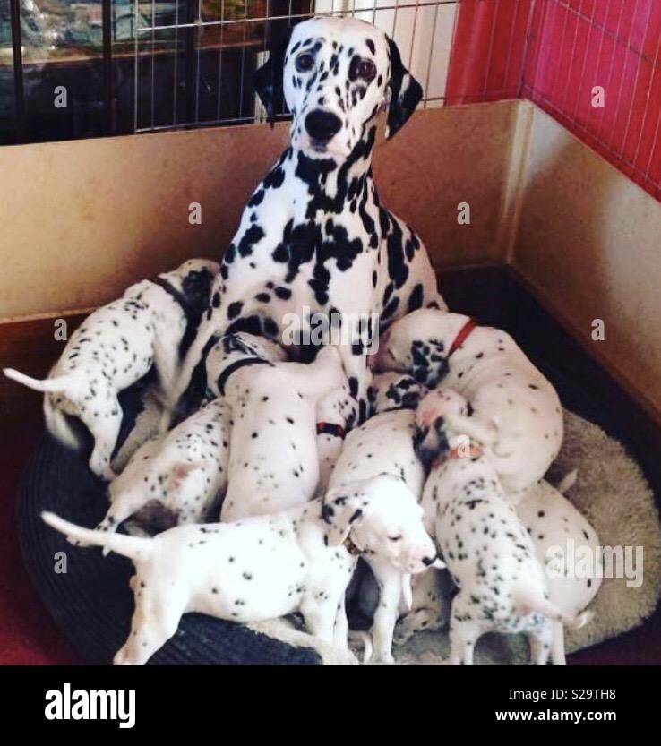 Dalmatian and puppies Stock Photo