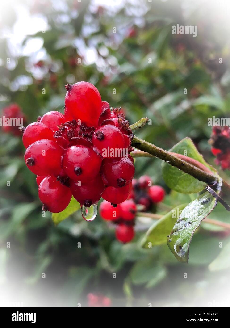 Single raindrop falling from red honeysuckle berries Stock Photo