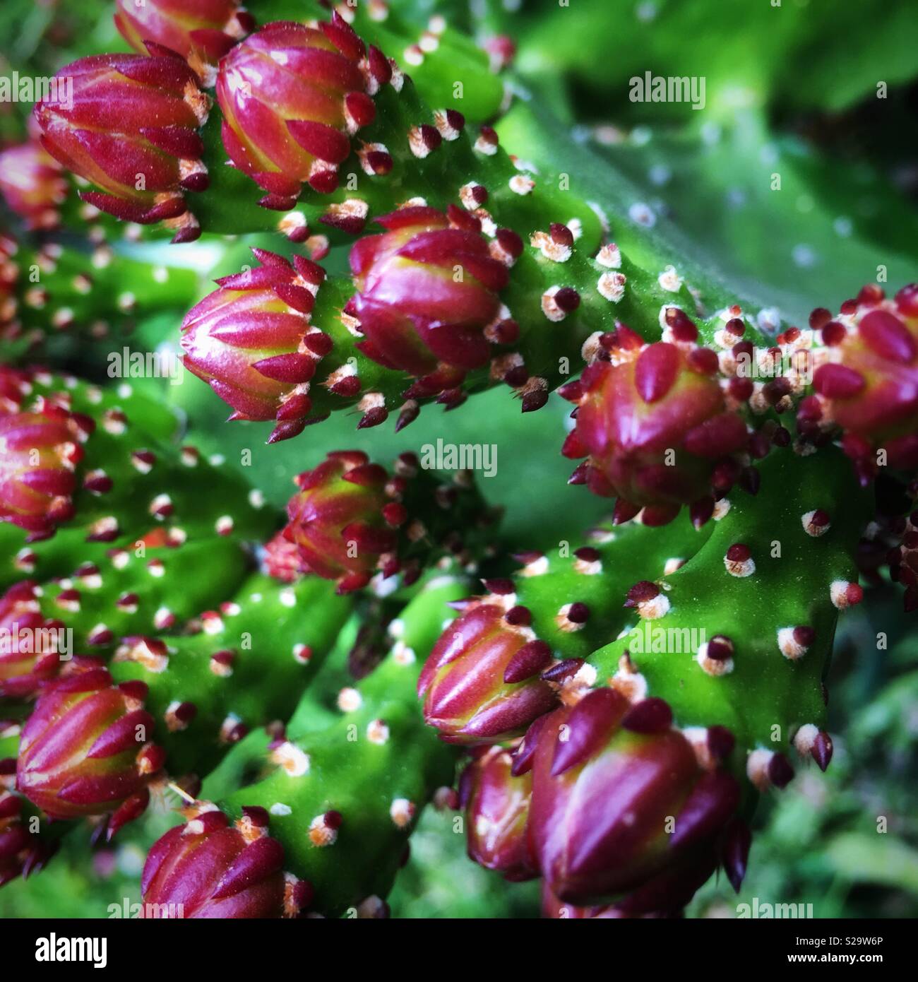 仙人掌花。[Opuntia stricta (Haw.) Haw.  var. dillenii (Ker-Gawl.) Benson] Stock Photo
