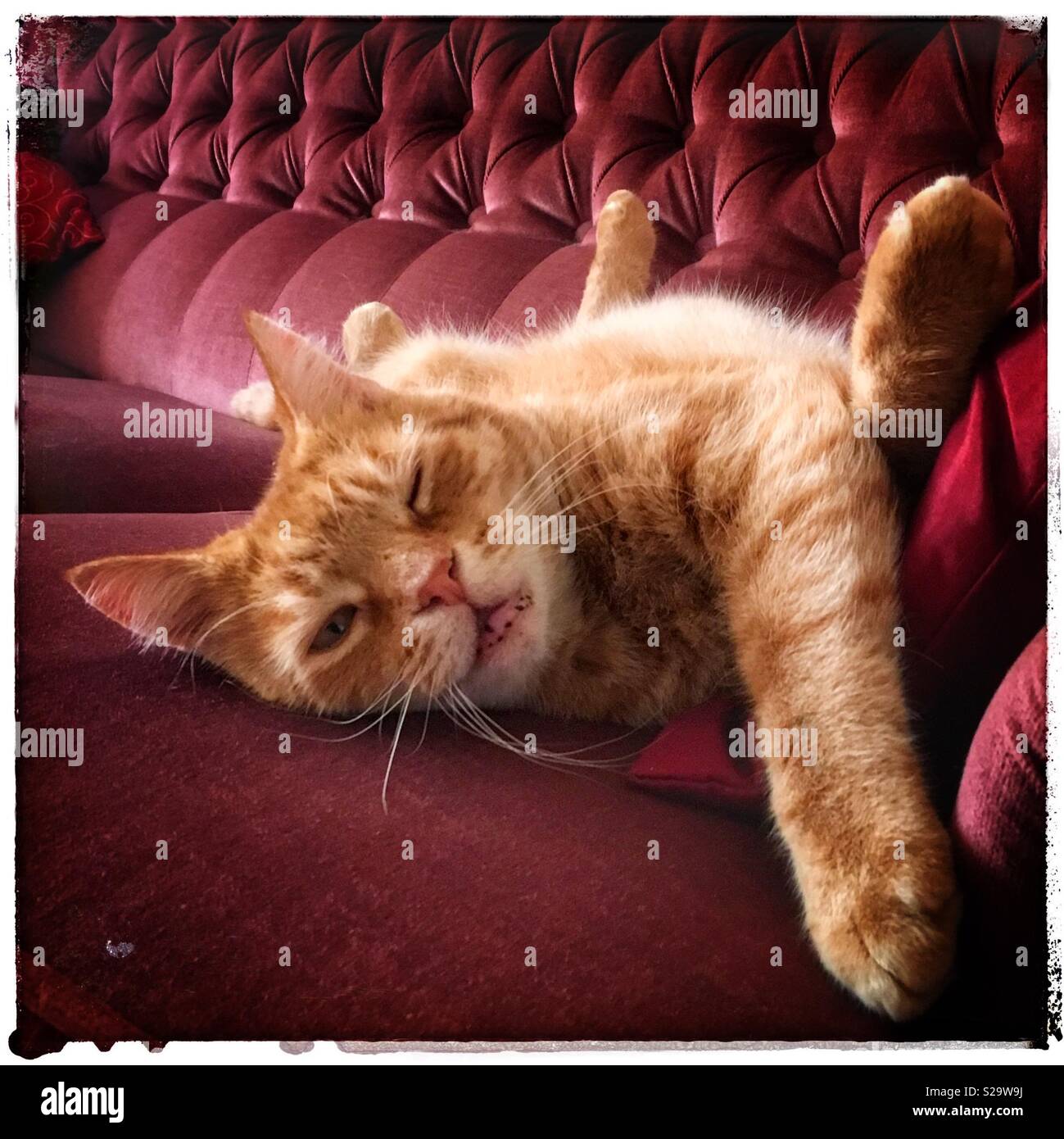 Male ginger cat lazing about on furniture. Stock Photo