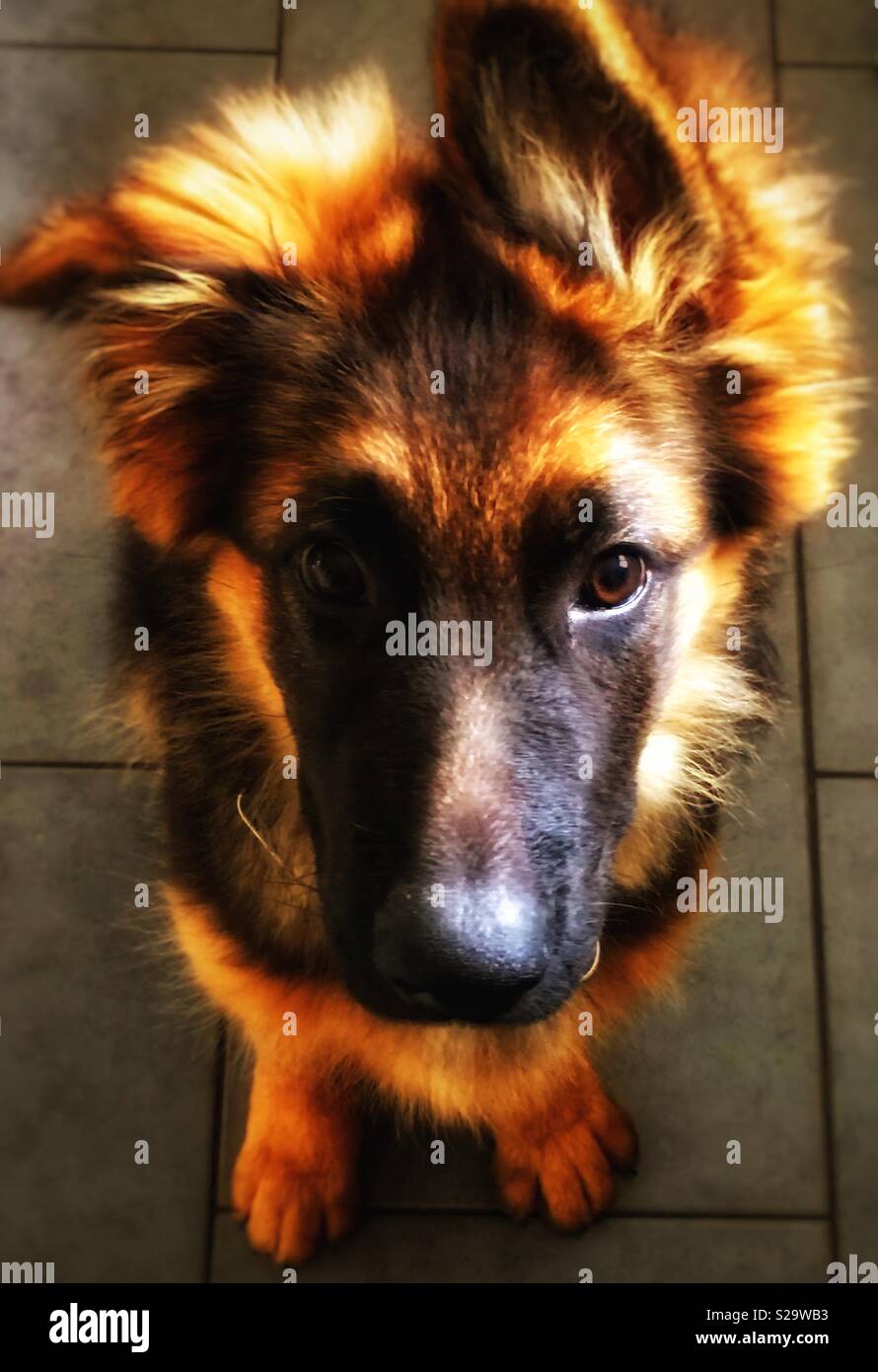 German Shepherd Puppy Looking at Camera - Smartphone Captured Stock Image