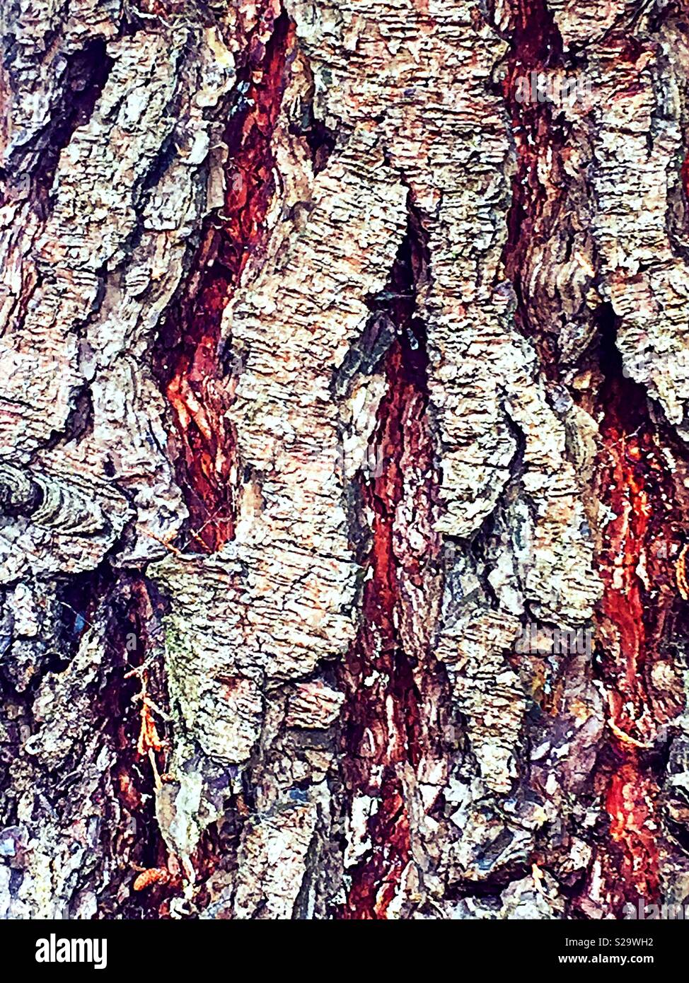 High definition close up of living tree bark - Smartphone Captured Stock Image