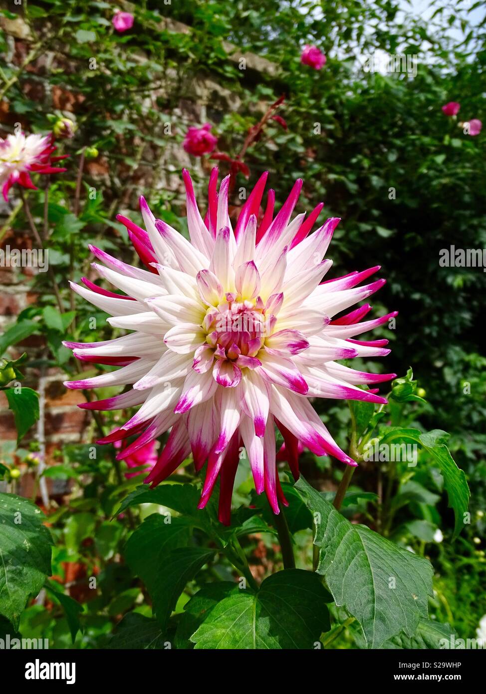 Pink and white dahlia Stock Photo - Alamy