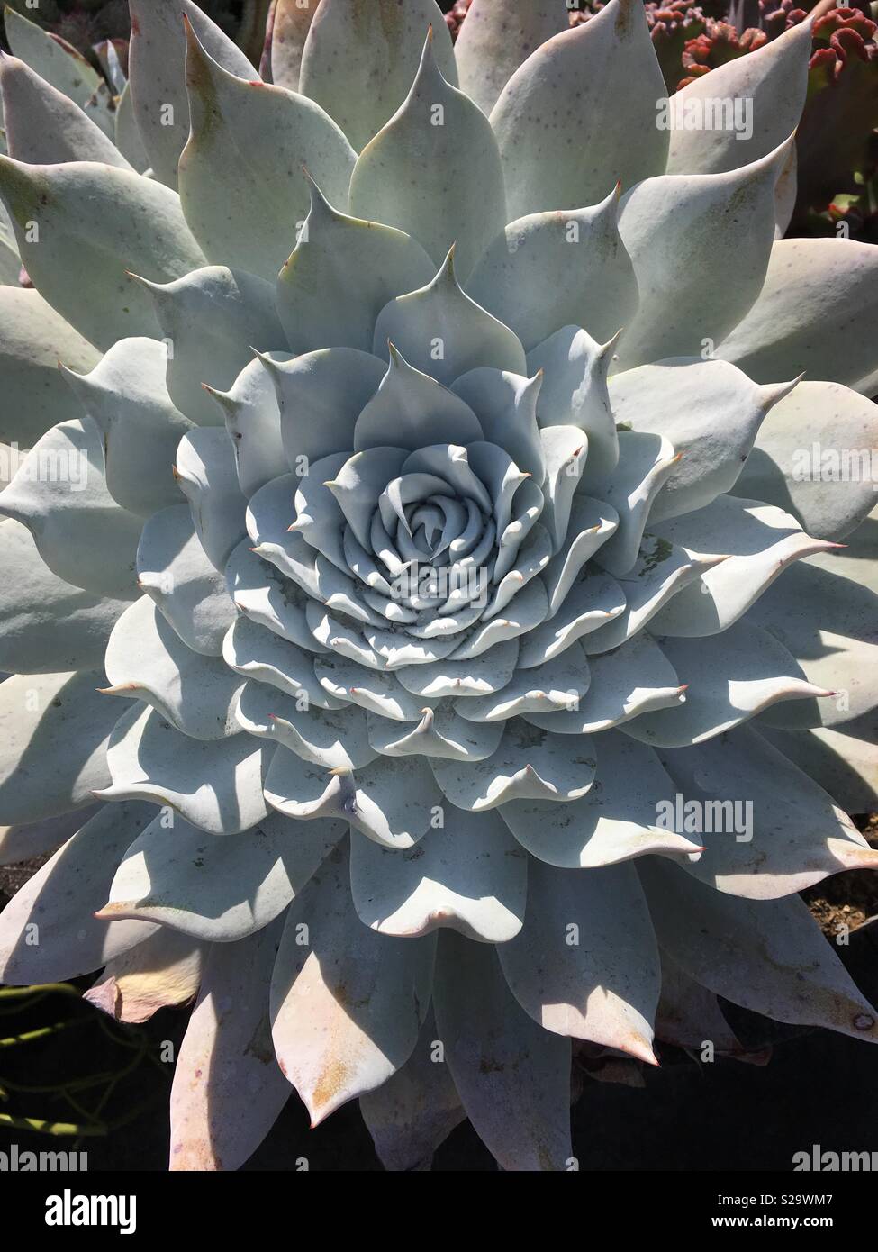 white cactus plant Stock Photo - Alamy