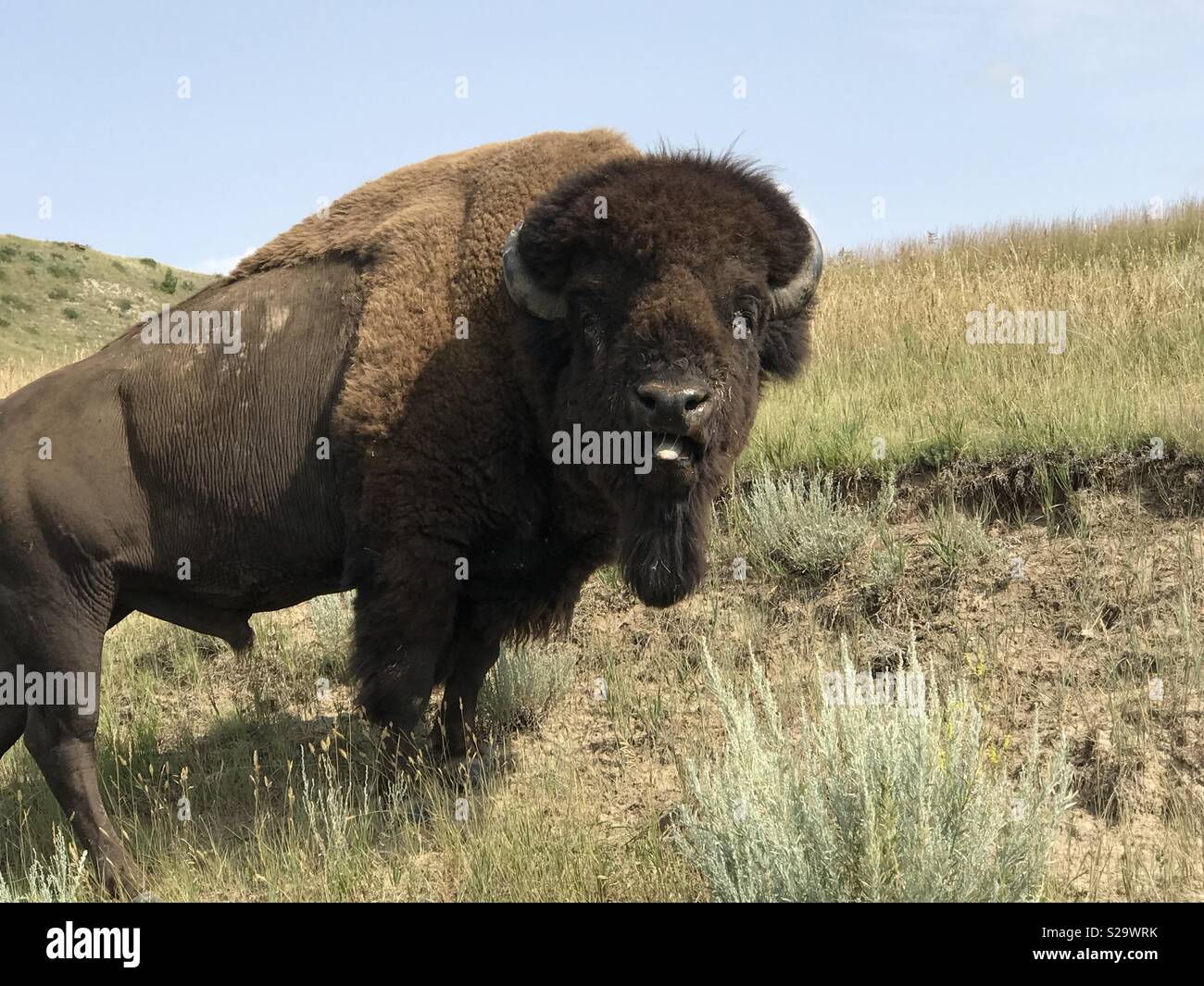 Bison Roaring in Theodore Roosevelt National Park, North Dakota Stock
