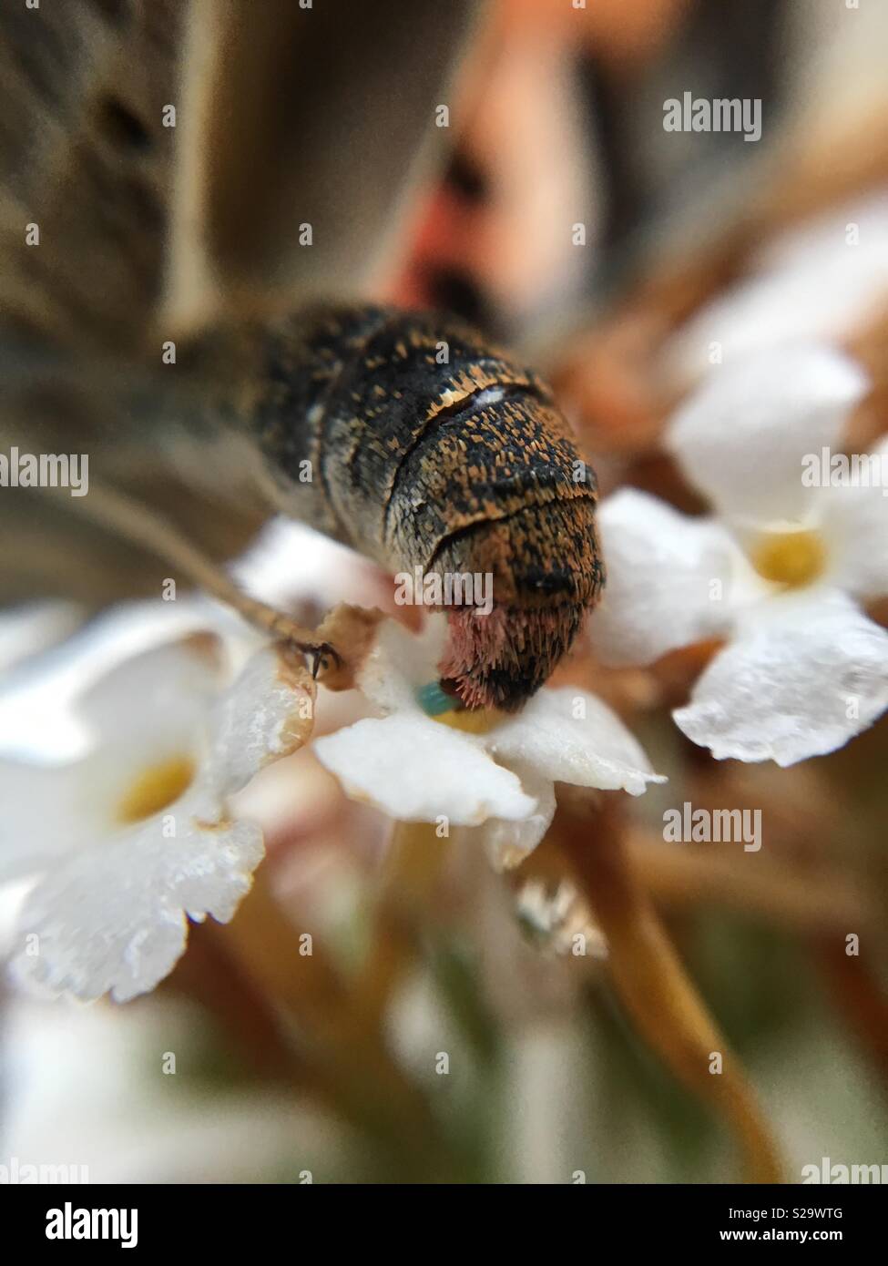 Painted lady butterfly laying egg Stock Photo Alamy