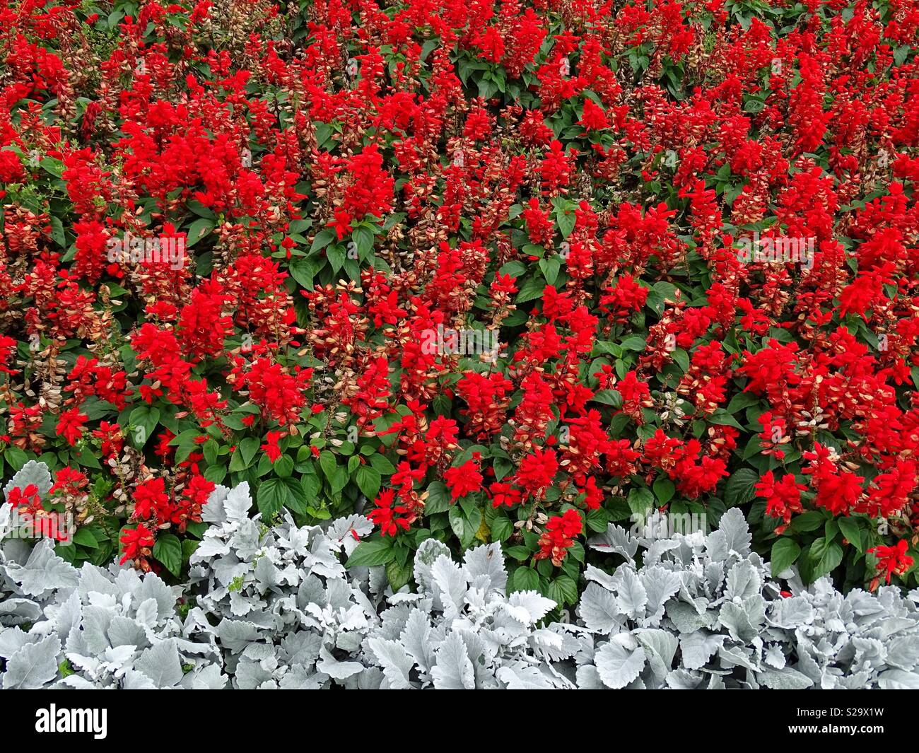 Carpet of colourful flowers Stock Photo Alamy