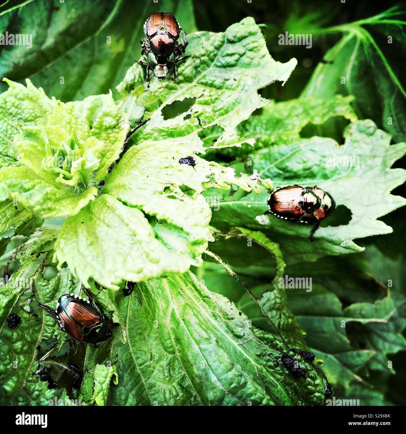 Japanese beetles hires stock photography and images Alamy