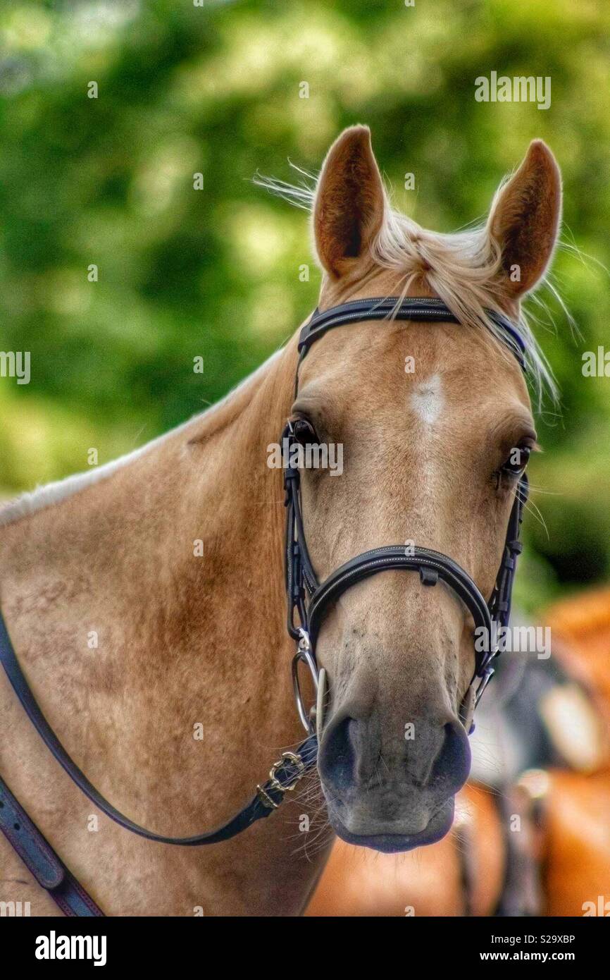 Toffee beige coloured horse close up looking forward Stock Photo Alamy