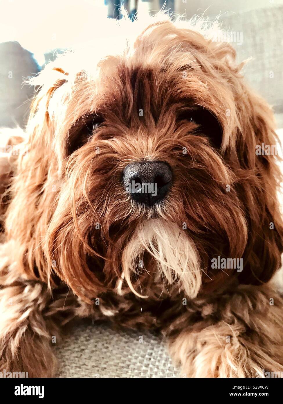 Close up of a brown dog called Chester - Smartphone Captured Stock Image