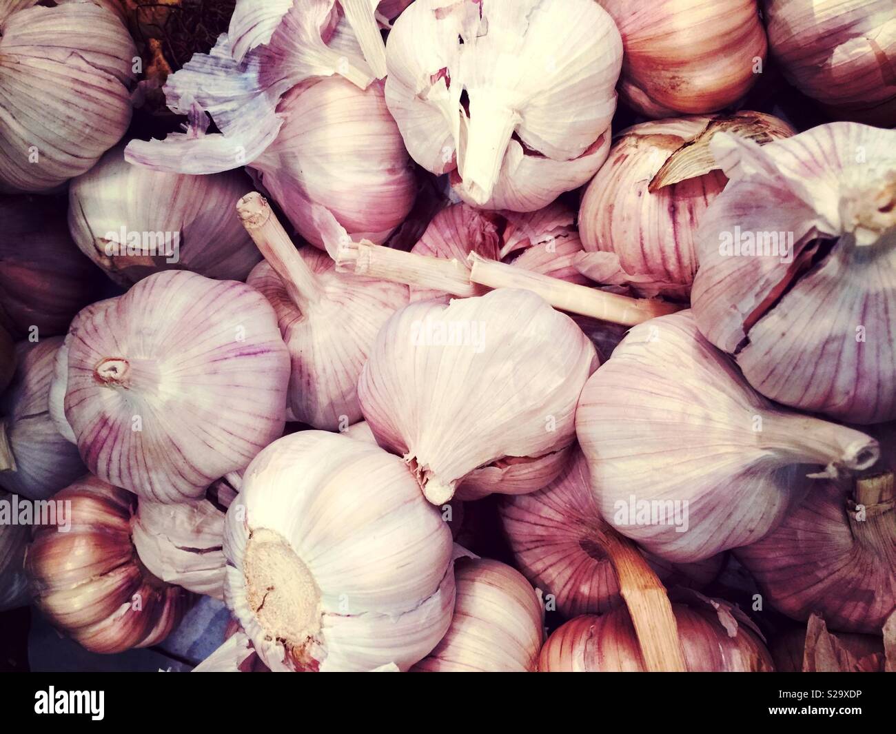 Several garlic clove bulbs - Smartphone Captured Stock Image