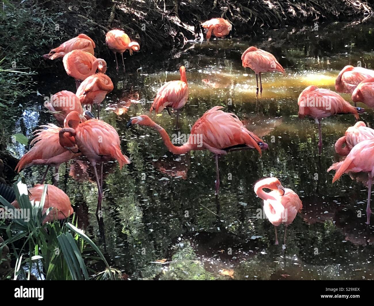 Flamingos at the Jacksonville Zoo Stock Photo