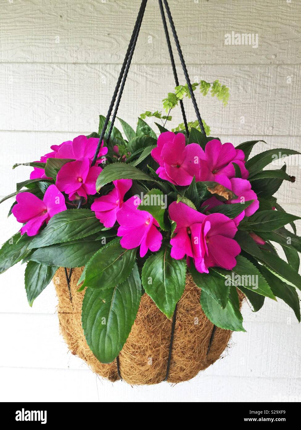Hot pink new guinea impatience in a coco lined black wire hanging basket with white background. - Smartphone Captured Stock Image