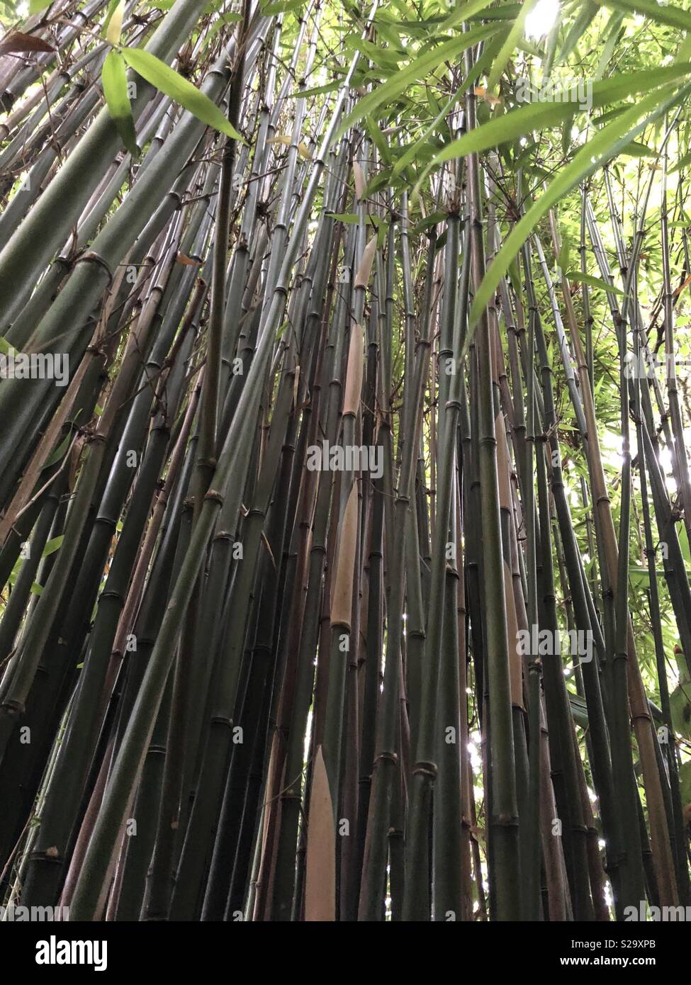 Tall bamboo plants shot from the ground Stock Photo Alamy