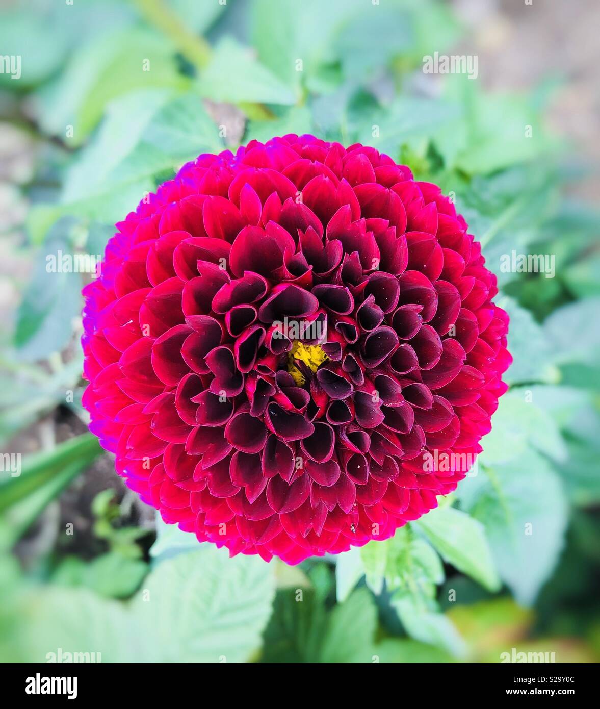 Bright red dahlia in full bloom at summertime Stock Photo