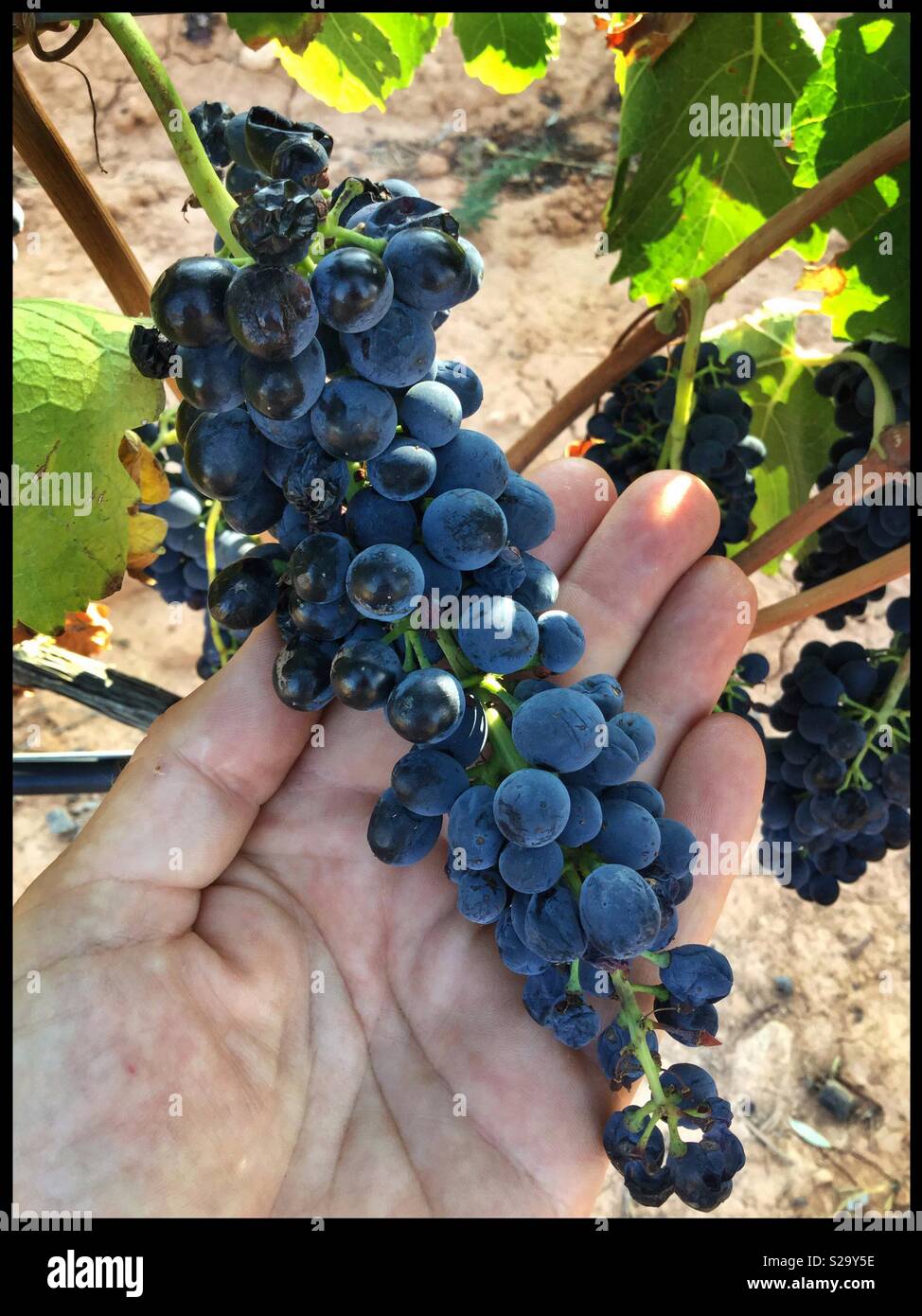 A single cluster of Syrah grapes at harvest showing European Paper Wasp damage, Catalonia, Spain. - Smartphone Captured Stock Image