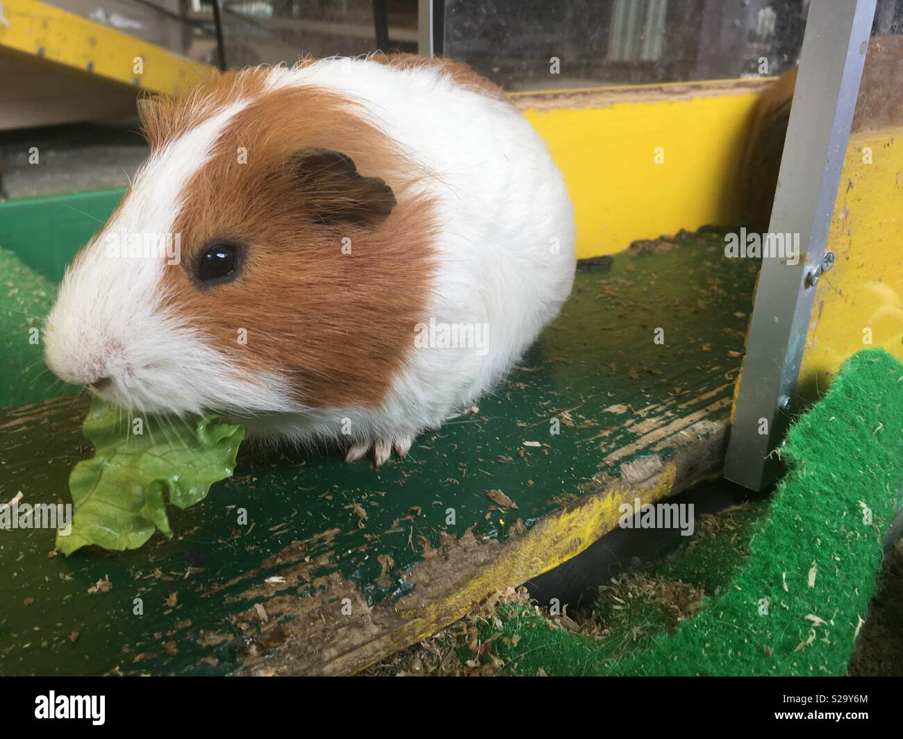 Guinea pig eating a leaf Stock Photo Alamy
