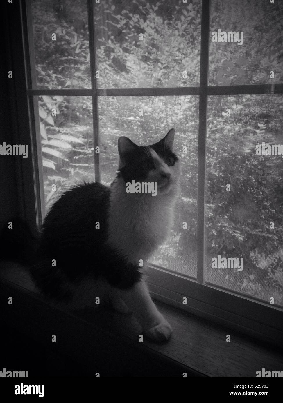 Black and white photo of black and white cat sitting in a windowsill ...