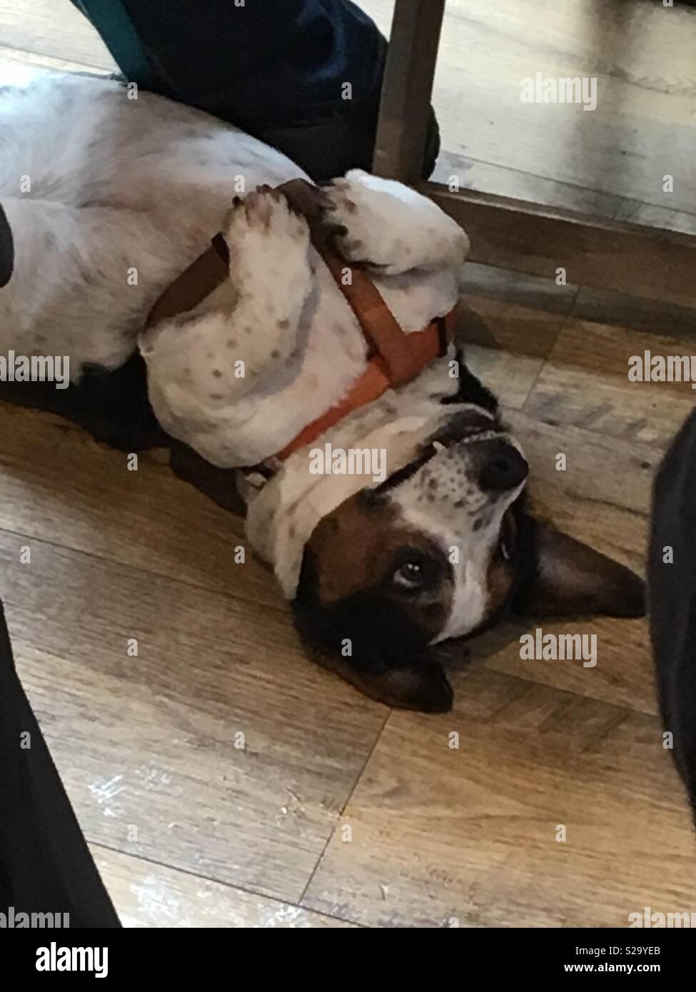 Dog listening to music - Smartphone Captured Stock Image