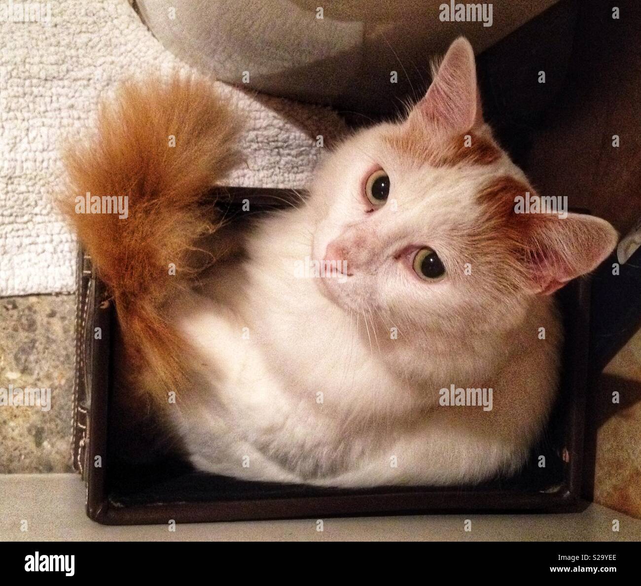 Cat portrait - Smartphone Captured Stock Image