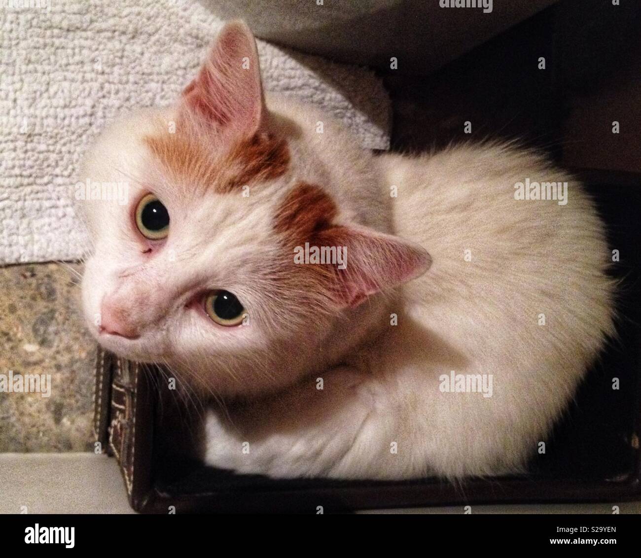 Cat portrait - Smartphone Captured Stock Image