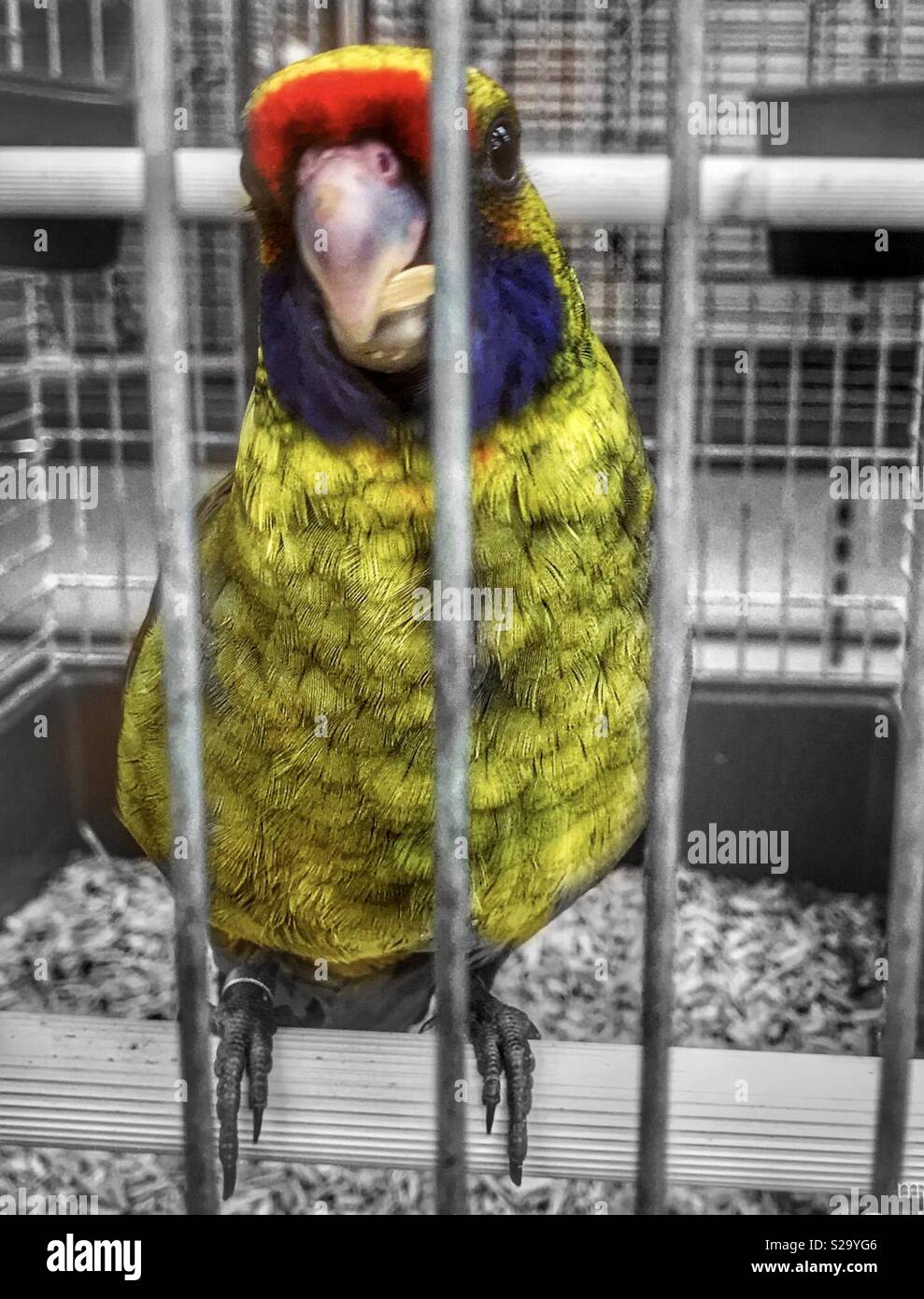 parrot in pet shop