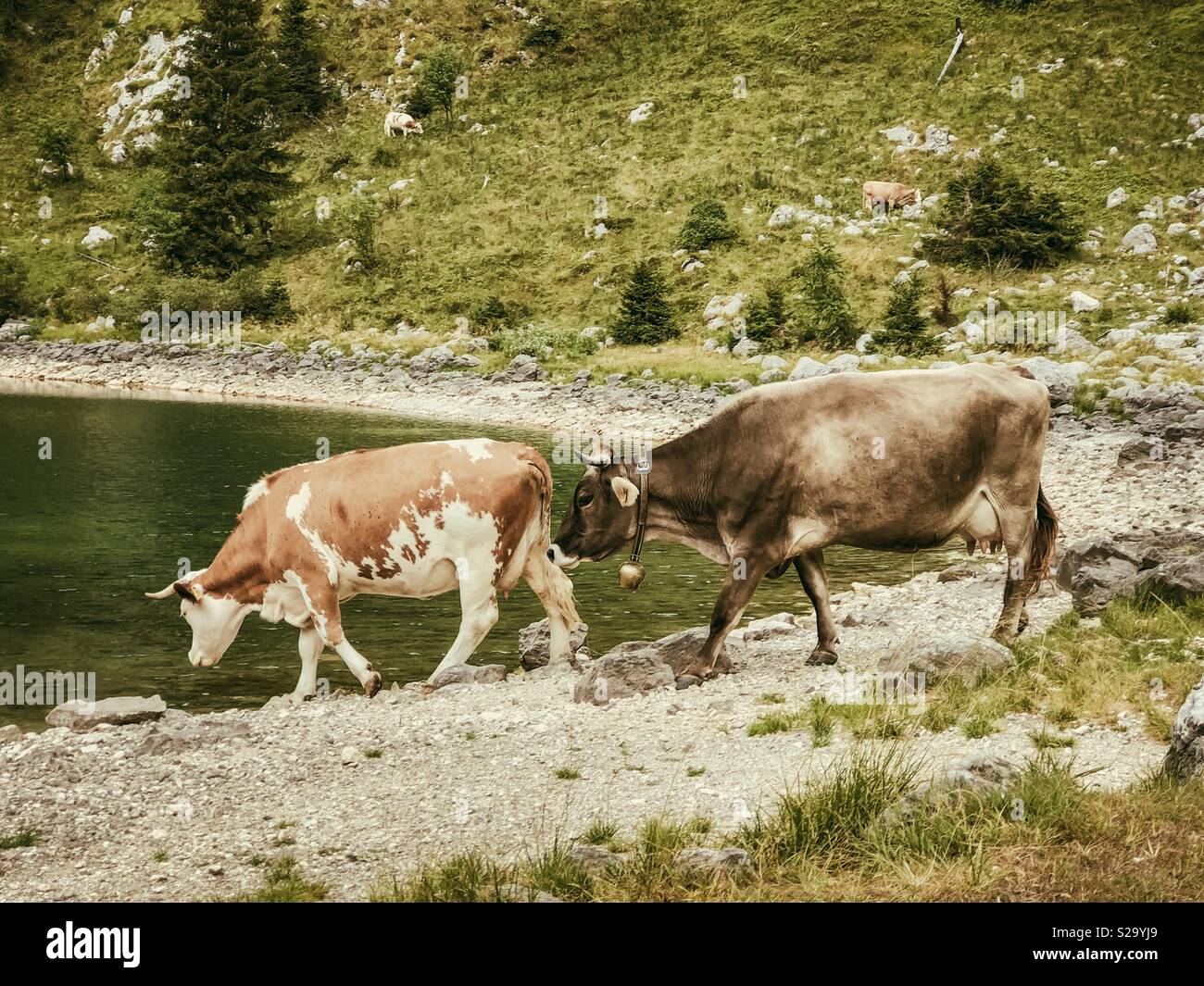 Cows beside mountain lake - Krn Lake, Slovenia Stock Photo