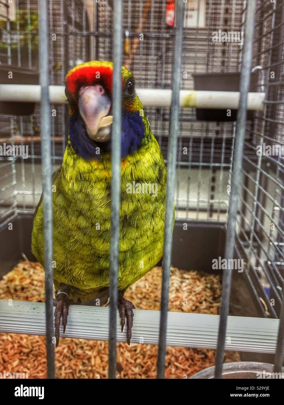 Parrot cage pet hires stock photography and images Alamy