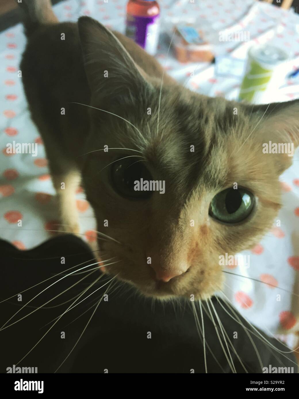 Hello cat hi-res stock photography and images - Alamy