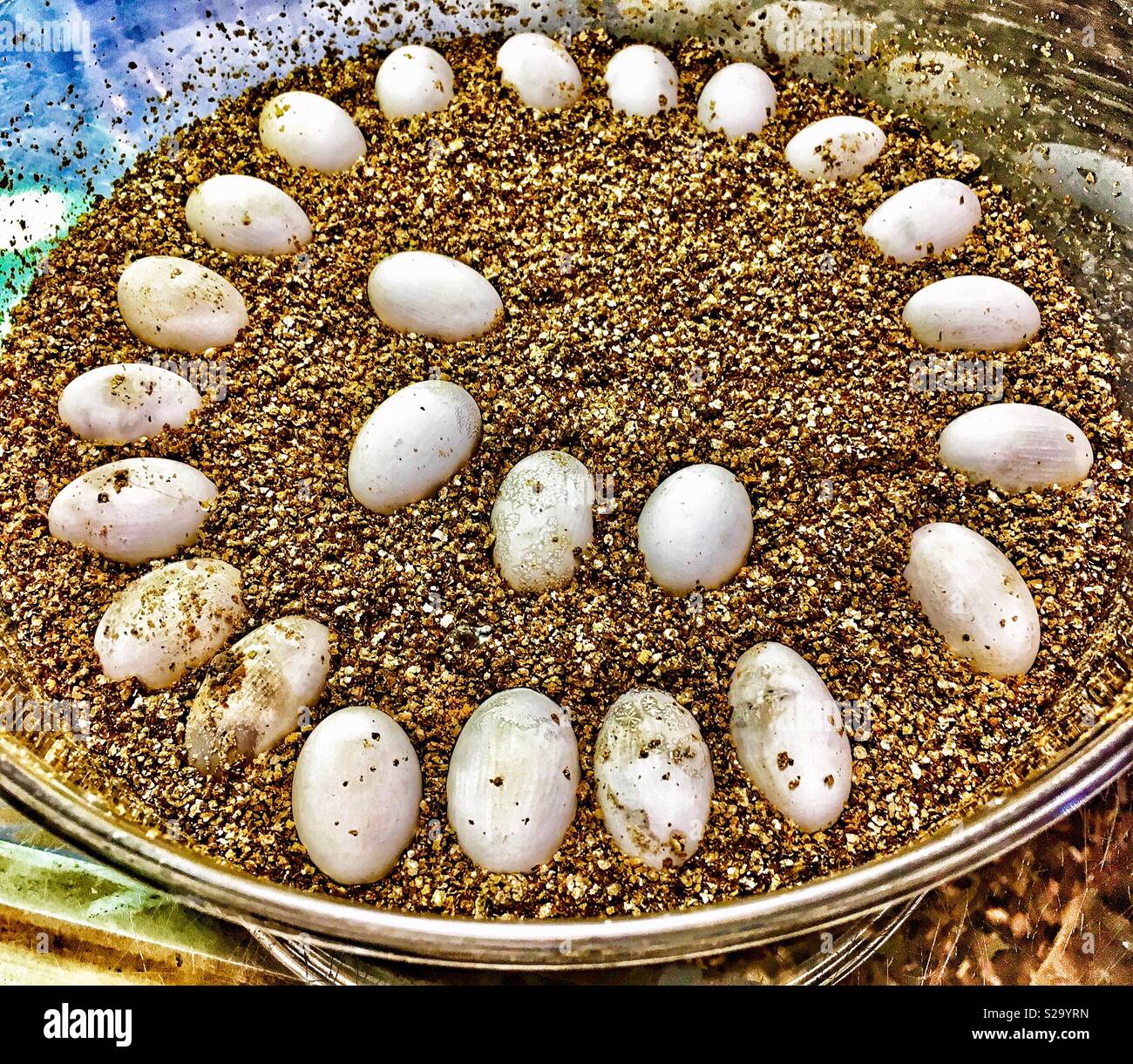 Bearded dragon eggs in a circle hires stock photography and images Alamy