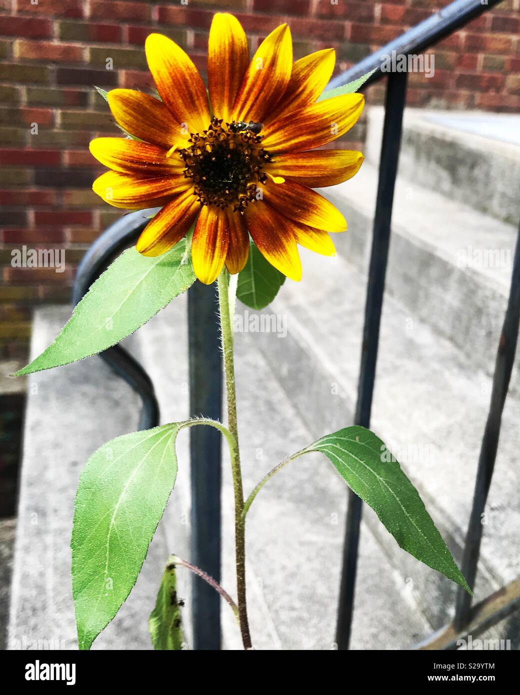 Red orange and yellow sunflower blooming by concrete steps Stock Photo