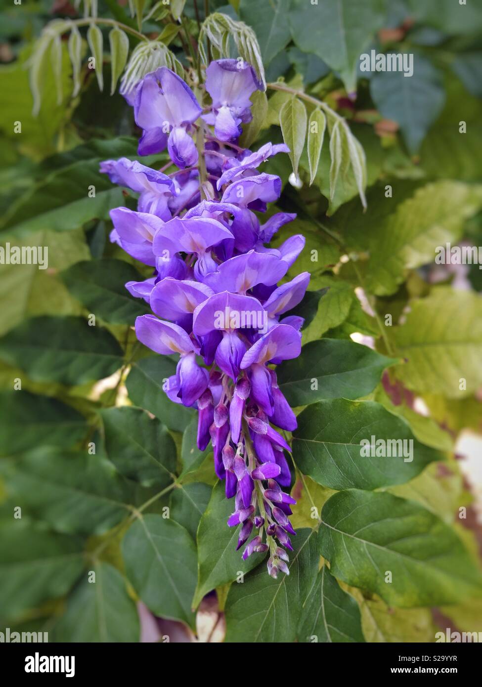 Wisteria flower hires stock photography and images Alamy