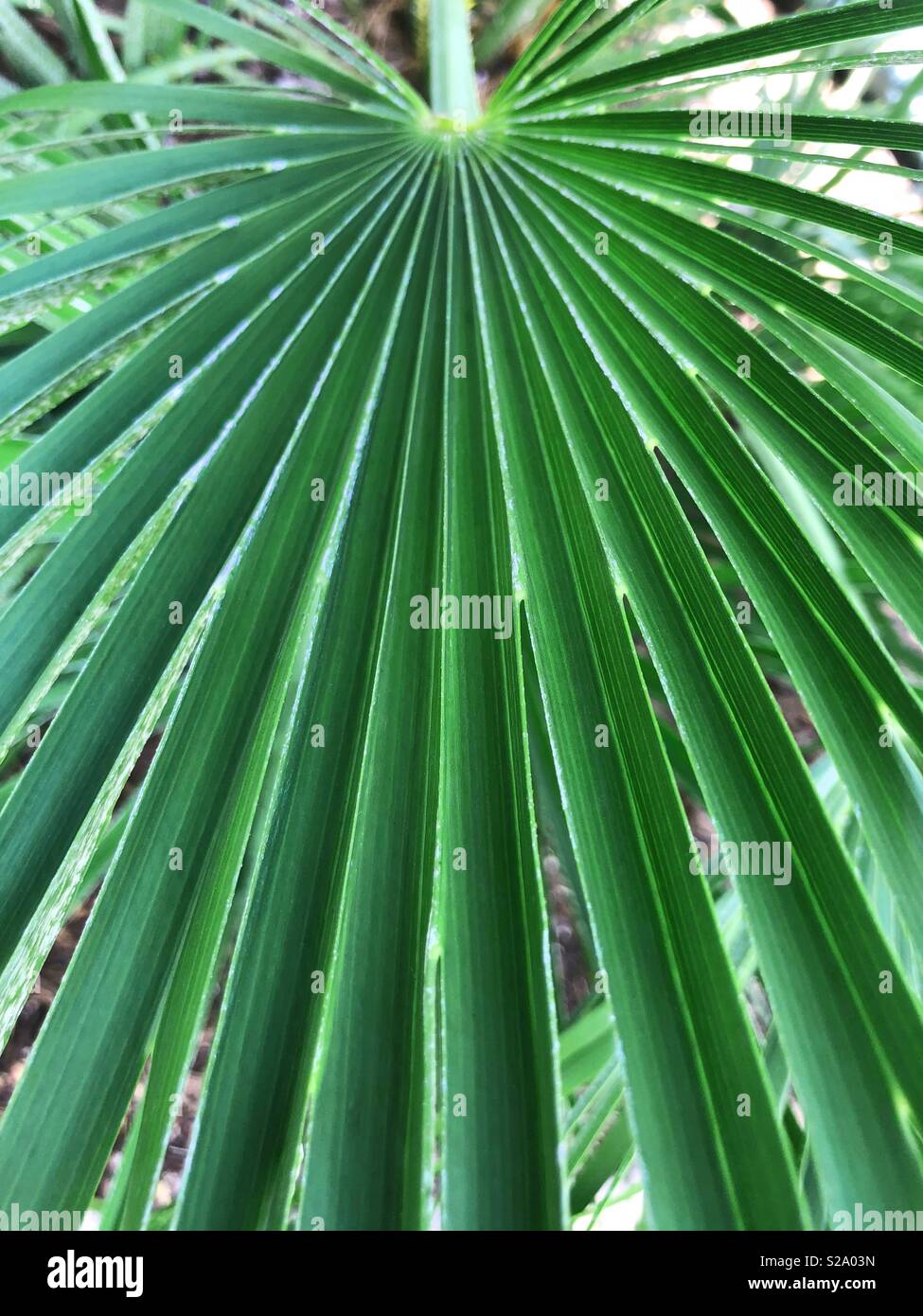 Up close of palm leaf - Smartphone Captured Stock Image