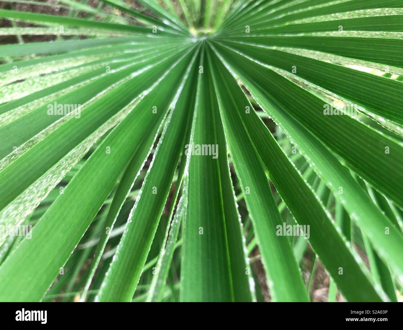 Up close of palm leaf Stock Photo