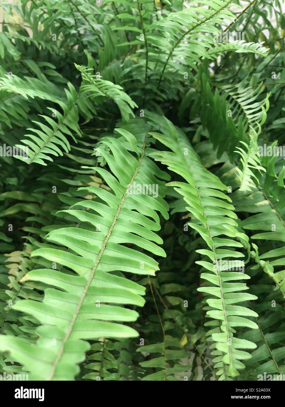 Up close of fern leaf - Smartphone Captured Stock Image
