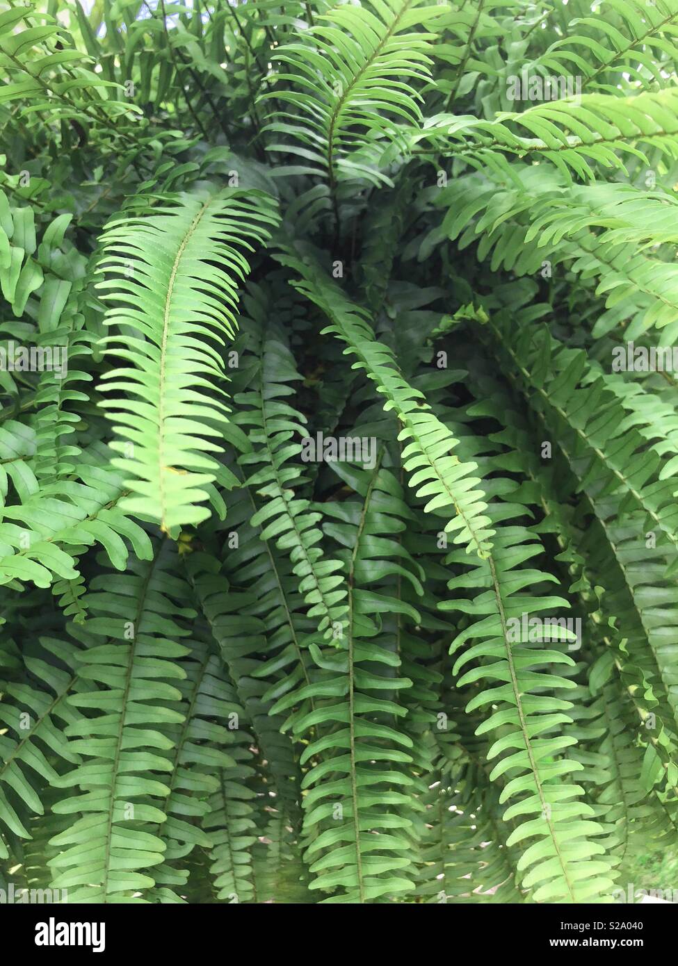 Fern leaves - Smartphone Captured Stock Image