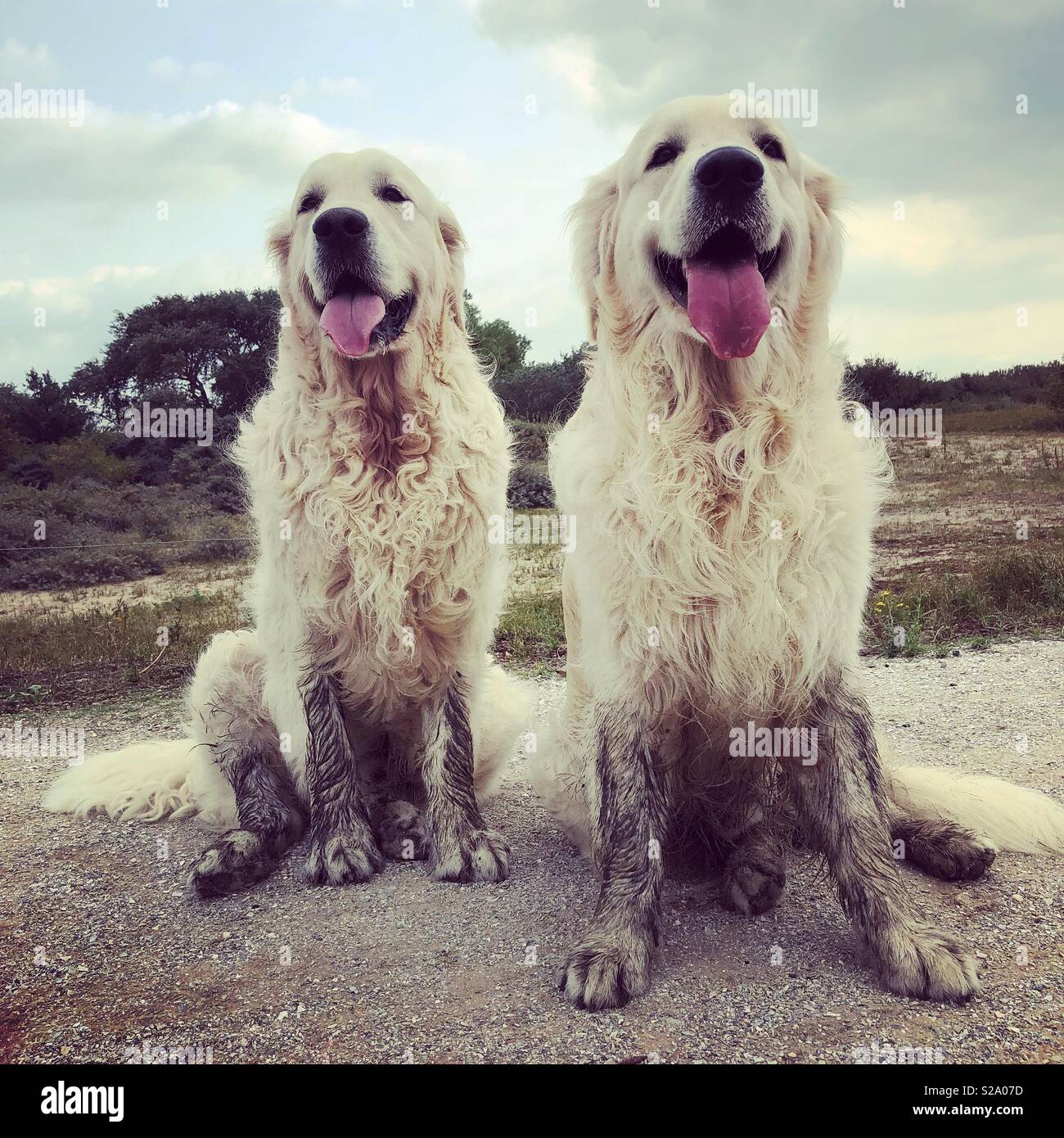 Dirty golden retrievers Stock Photo Alamy