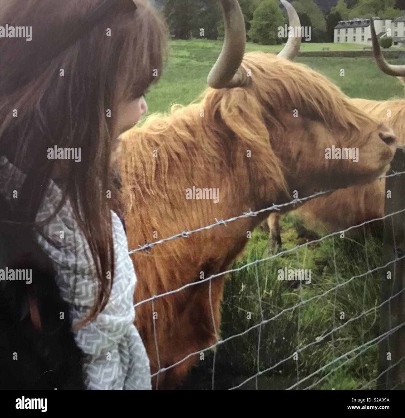 Admiring the hair color and bangs of a Scottish Hairy Coo! Stock Photo
