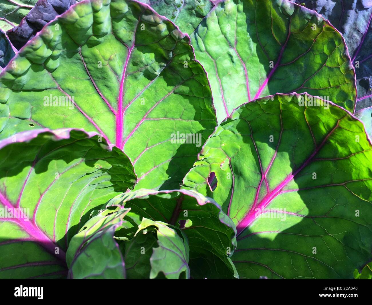 Red cabbage plant - Smartphone Captured Stock Image