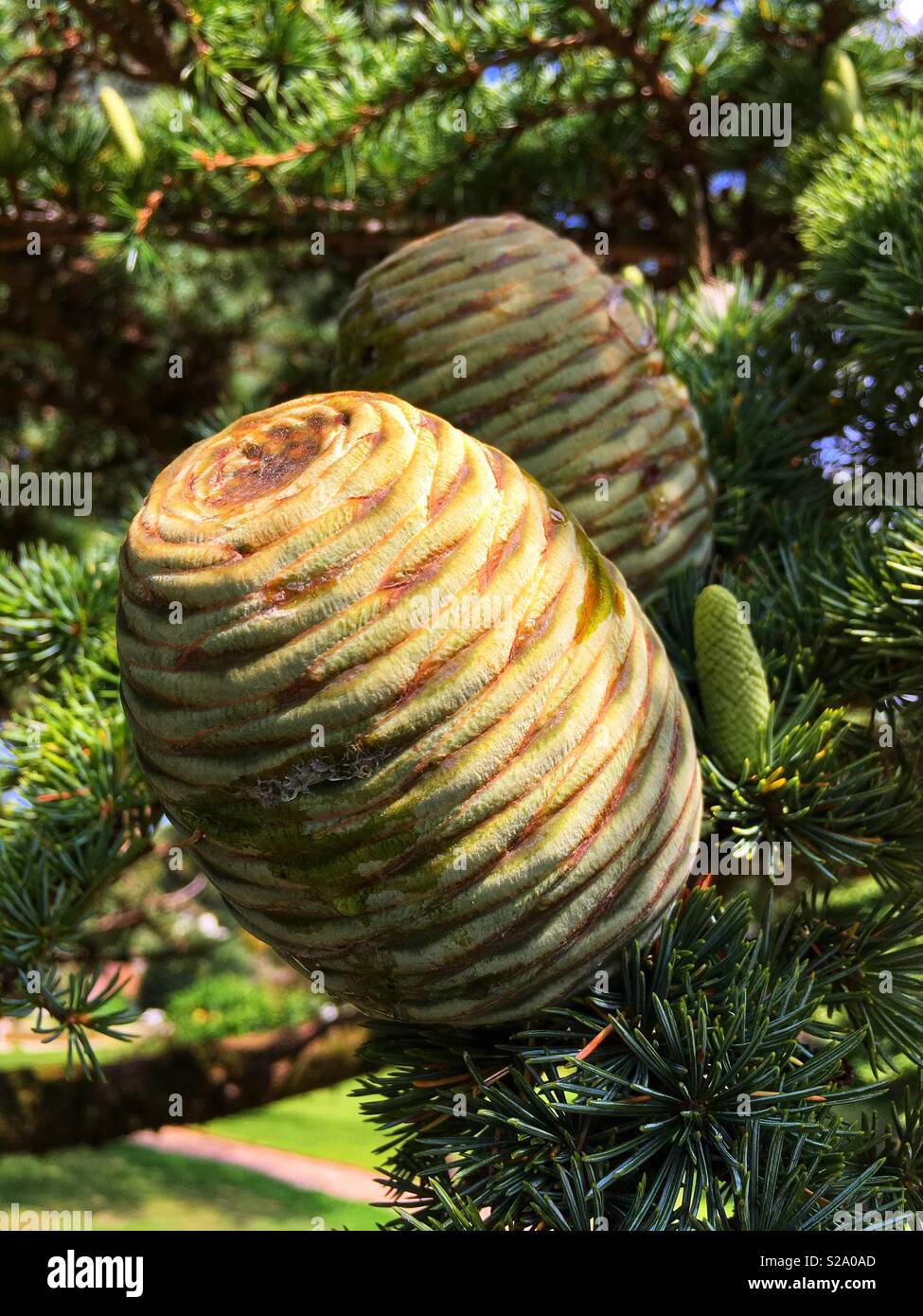 Cones on a Cedar of Lebanon tree Stock Photo