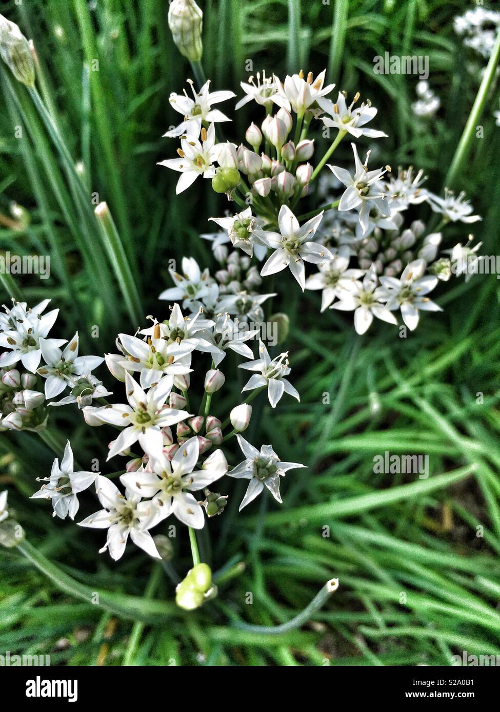 Garlic chives - Smartphone Captured Stock Image