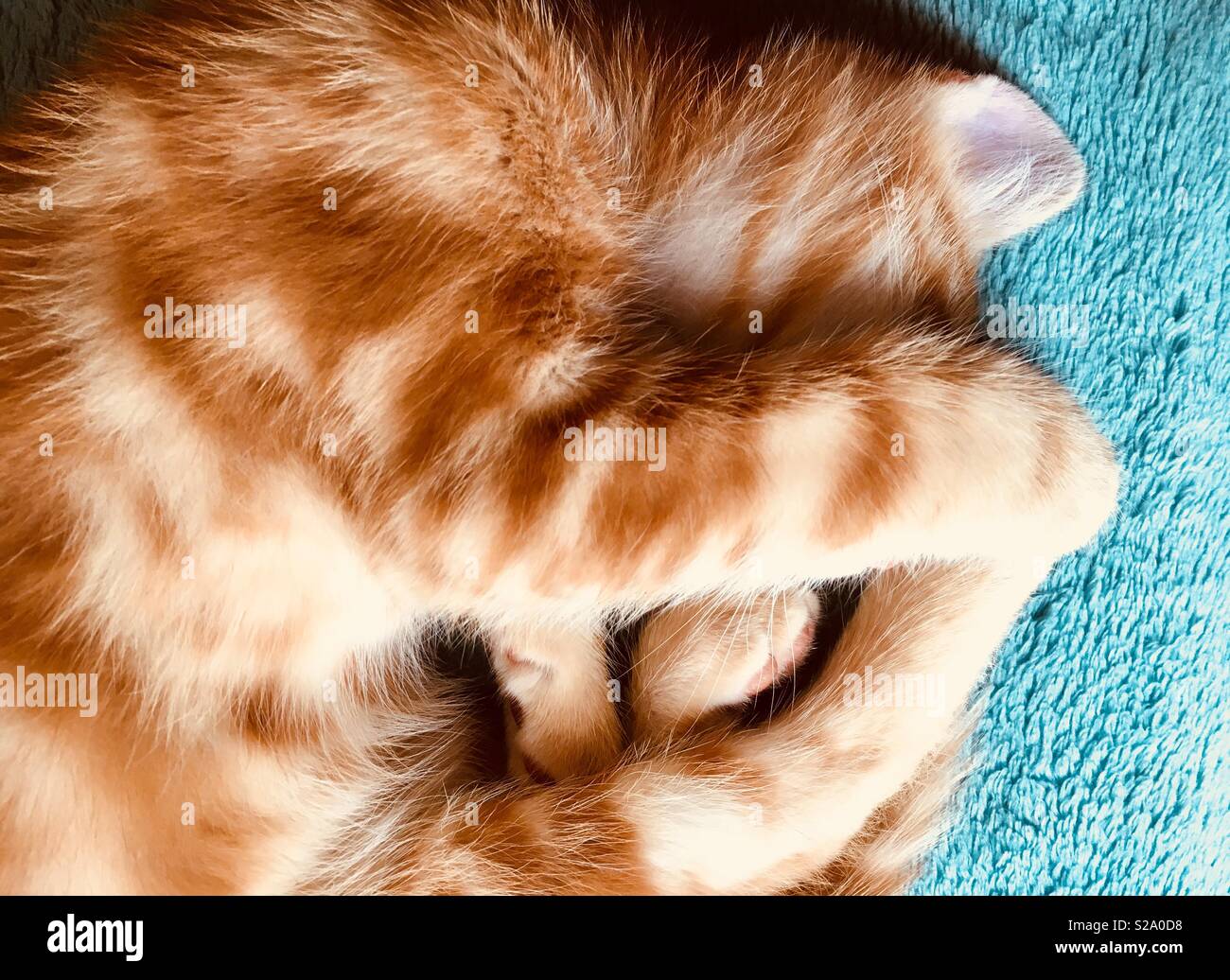 11 week old ginger tabby cat kitten sleeping Stock Photo