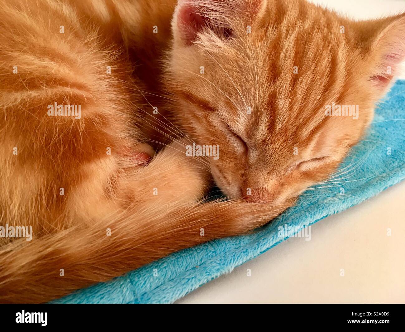 11 week old ginger tabby cat kitten sleeping Stock Photo