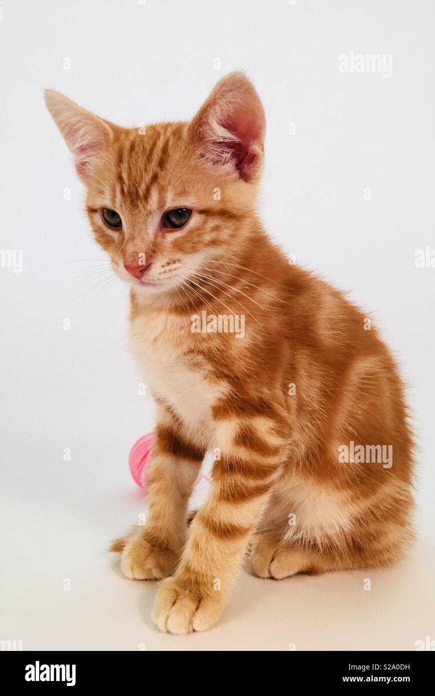11 week old ginger tabby cat kitten - Smartphone Captured Stock Image