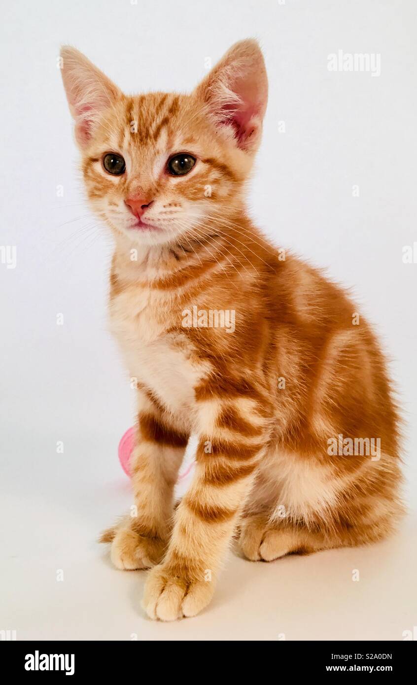 11 week old ginger tabby cat kitten - Smartphone Captured Stock Image