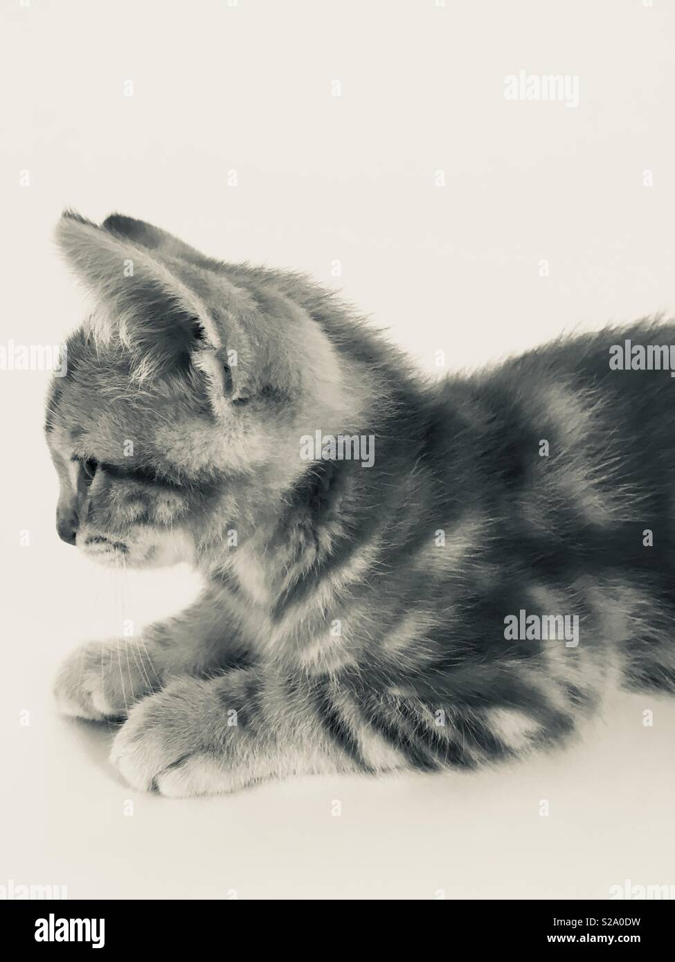11 week old ginger tabby cat kitten Stock Photo